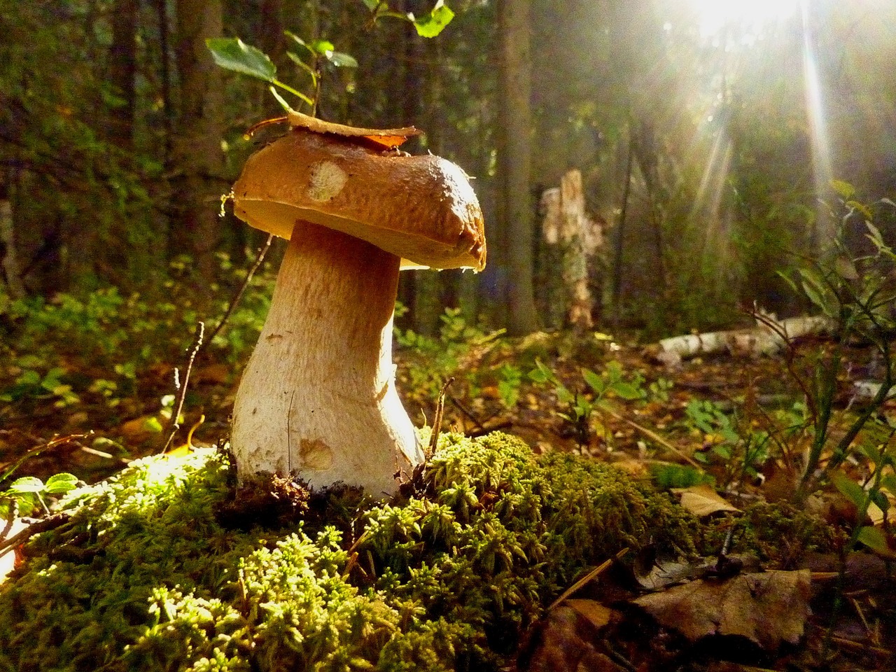 текст в лес за грибами